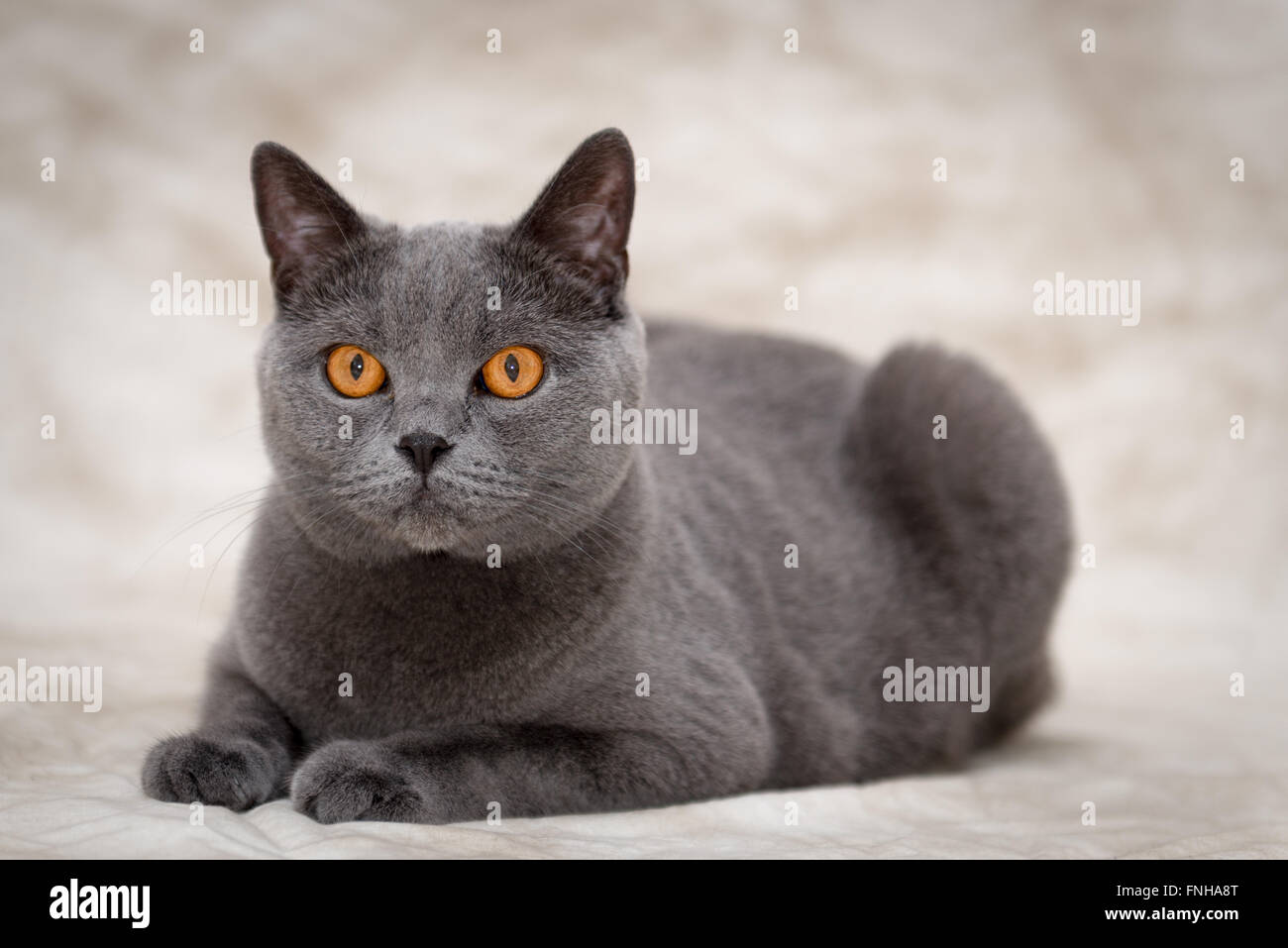 British Shorthair Hi res Stock Photography And Images Alamy british-shorthair-hi-res-stock-photography-and-images-alamy