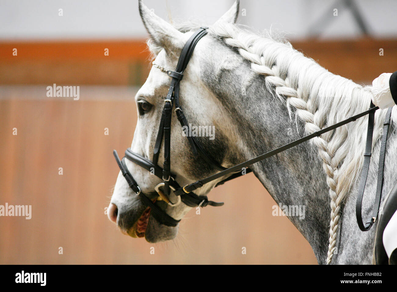 Head of a dressage horse in action. Braided mane for dressage Stock