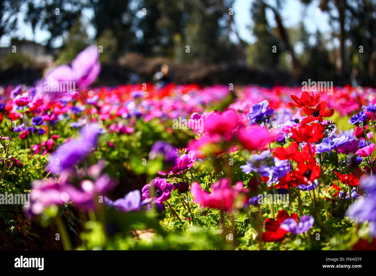 A field of cultivated colourful and vivid Anemone flowers. Photographed in Israel Stock Photo
