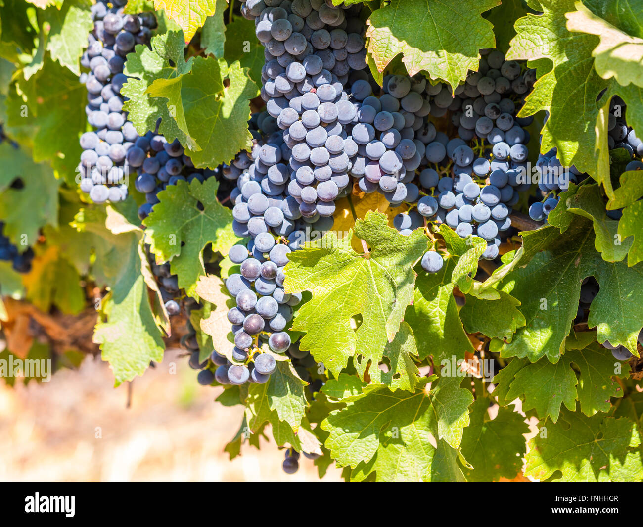 Bunches of red grapes growing in one of the vineyards in Stellenbosh, South Africa. Stock Photo