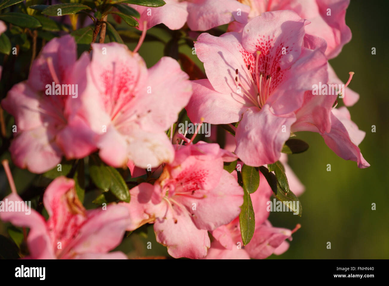 Pink lilies. Stock Photo