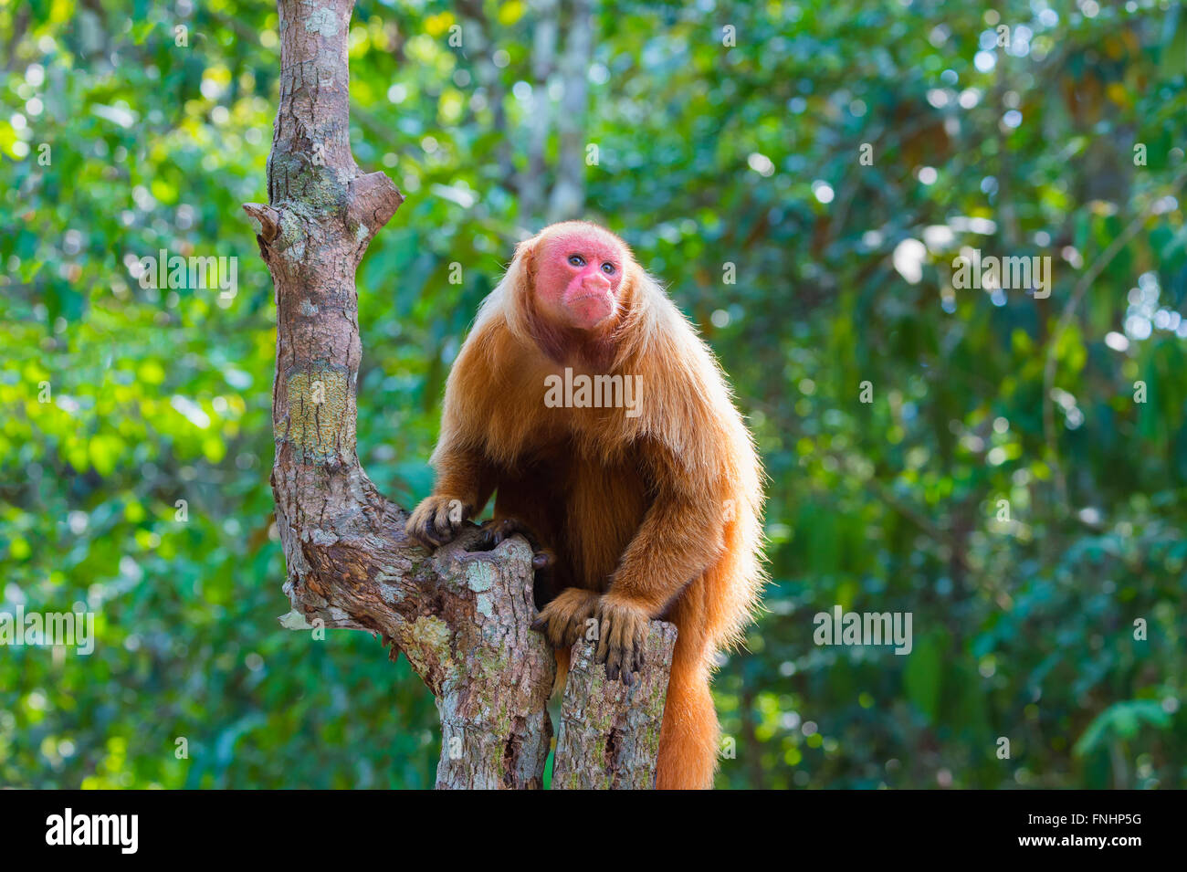 Red bald-headed Uakari monkey also known as British Monkey (Cacajao calvus  rubicundus), Amazon state, Brazil Stock Photo - Alamy