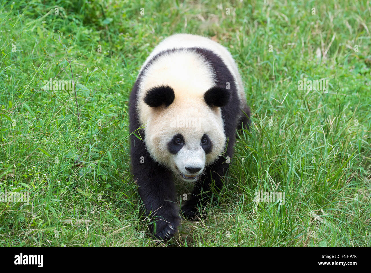 Giant Panda (Ailuropoda melanoleuca), China Conservation and Research Centre for the Giant Pandas, Chengdu, Sichuan, China Stock Photo