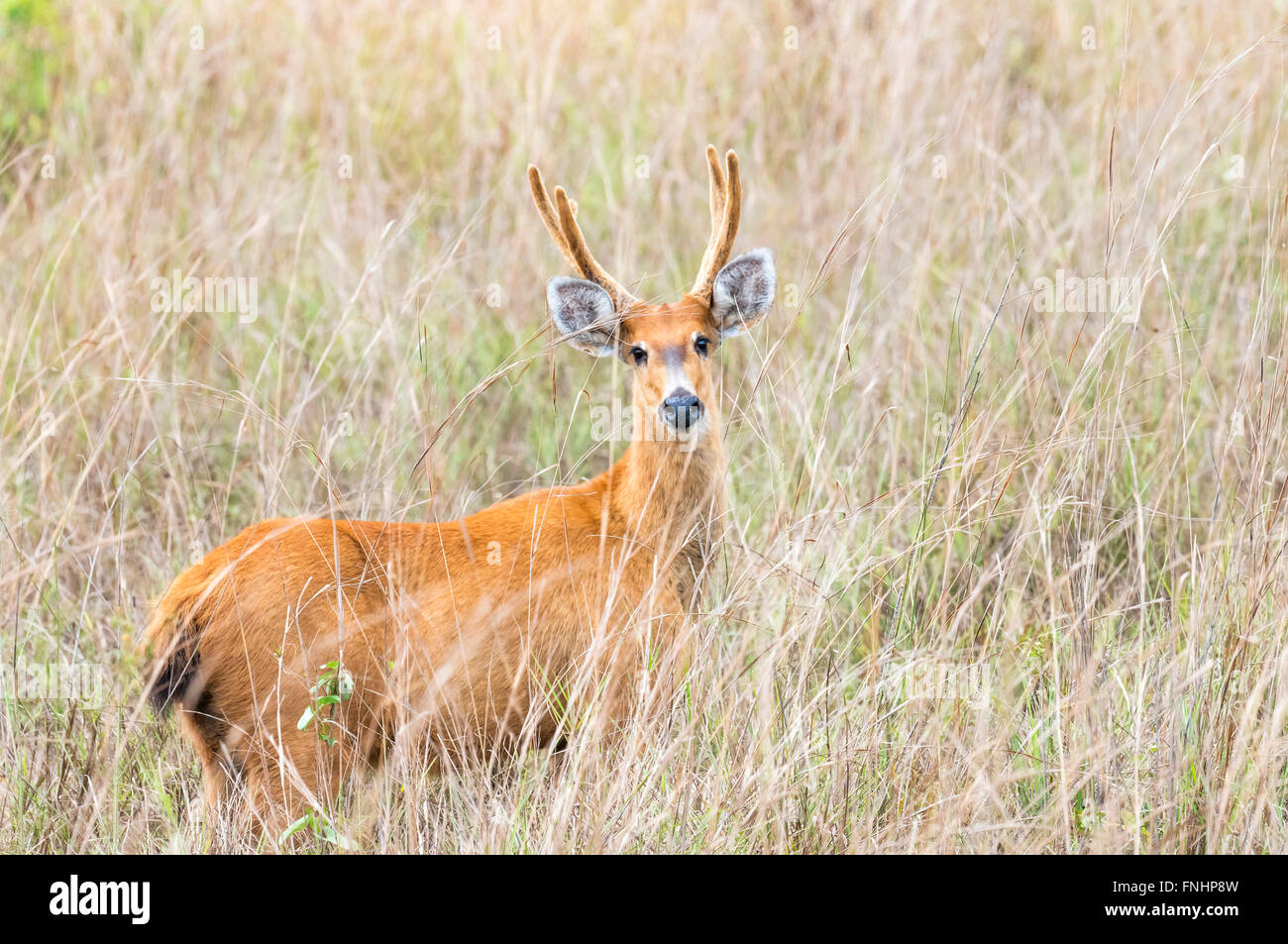 Marsh Deer, (Blastocerus dichotomus), Pantanal, Mato Grosso, Brazil Stock Photo