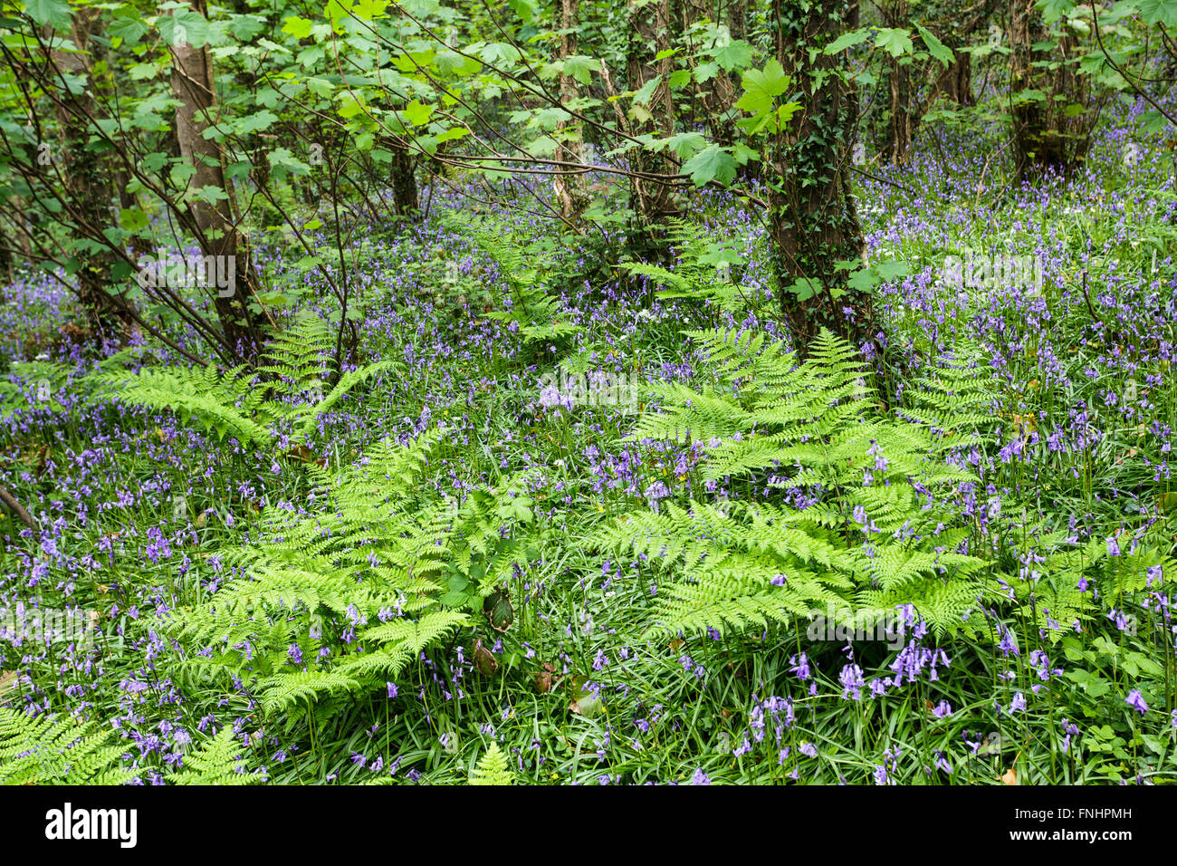 Broad-leaved Woodland in Springtime. Stock Photo