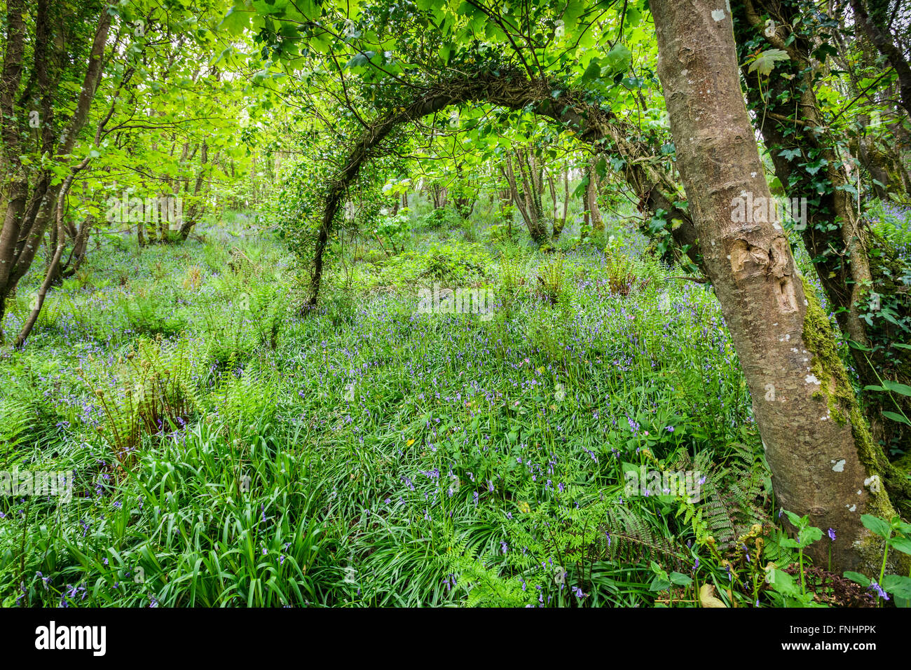Broad-leaved Woodland in Springtime. Stock Photo