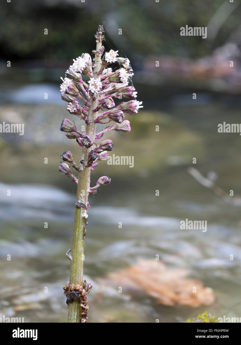 Medicinal plant. Petasites hybridus in riverside habitat Stock Photo