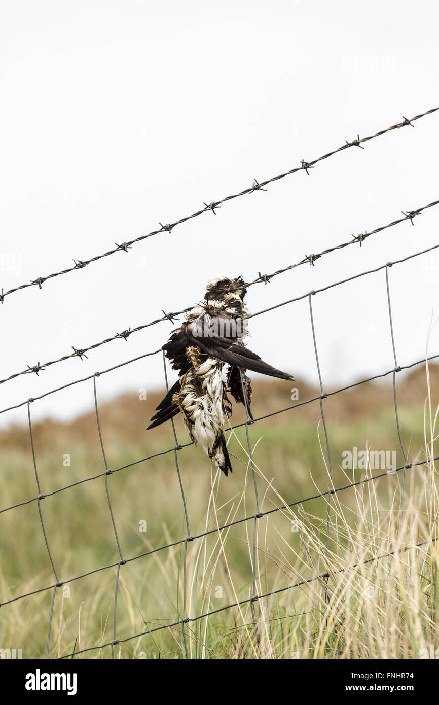 A dead sea bird caught on barbed wire fence. Stock Photo