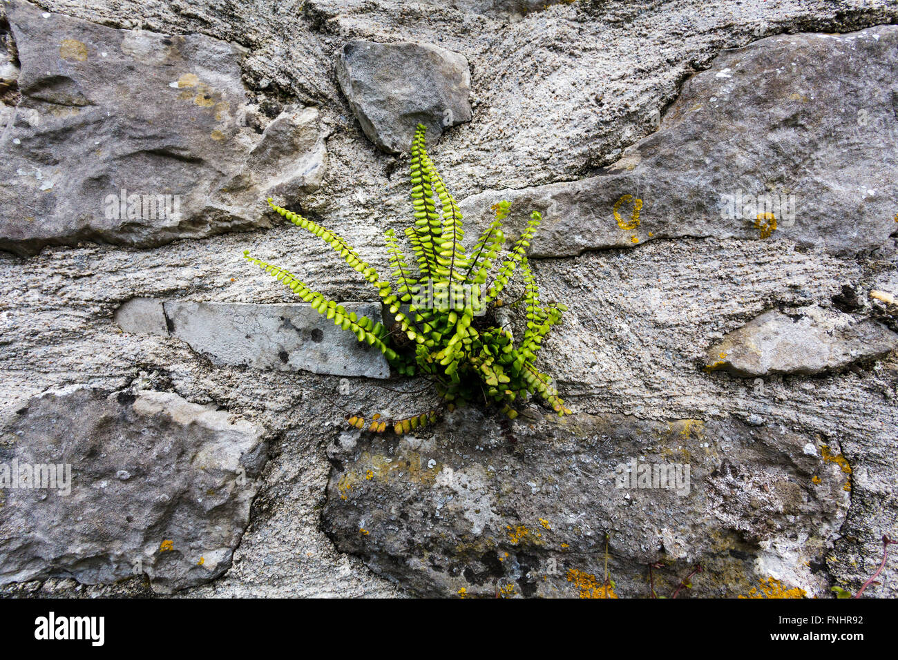 Maidenhair Spleenwort  (Asplenium trichomanes) Stock Photo