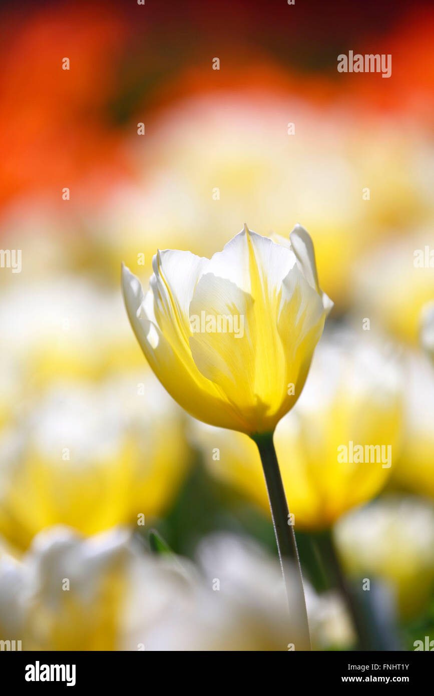 Fosteriana Tulip, variety Sweetheart / (Tulipa fosteriana) Stock Photo