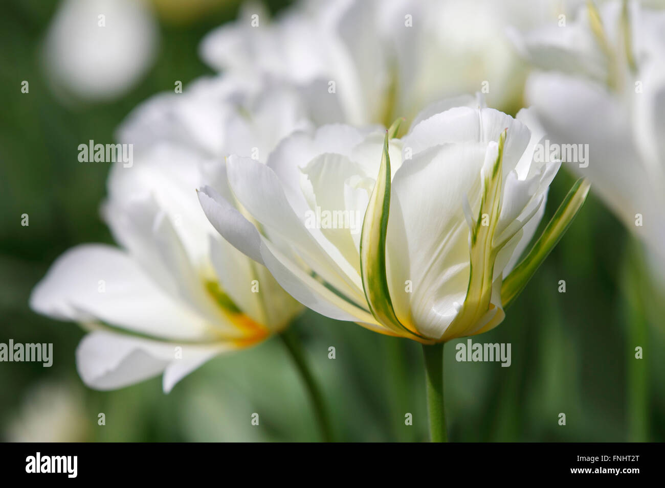 Fosteriana Tulip, variety Exotic Emperor / (Tulipa fosteriana) Stock Photo