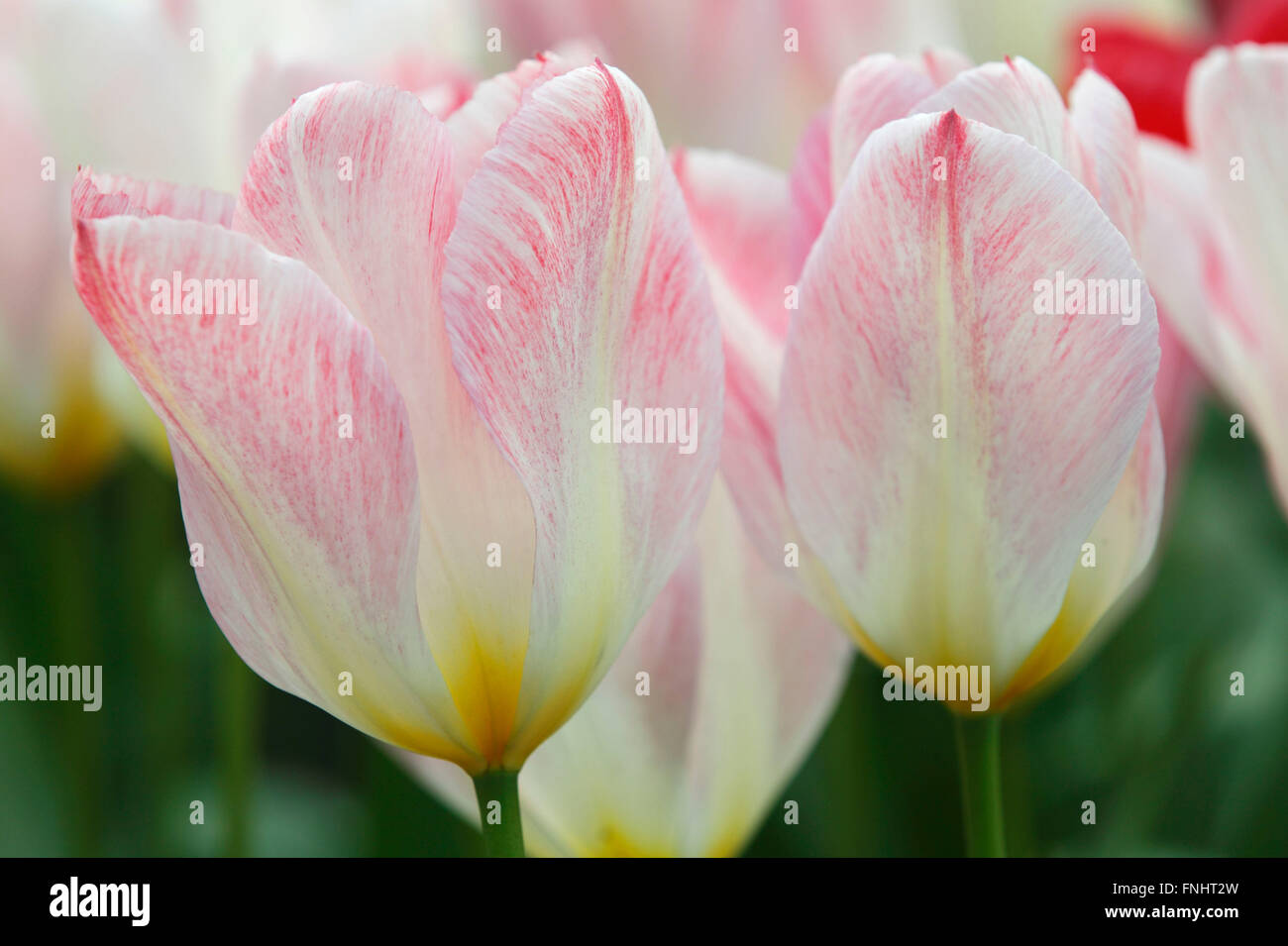 Fosteriana Tulip, variety Flaming Purissima / (Tulipa fosteriana) Stock Photo