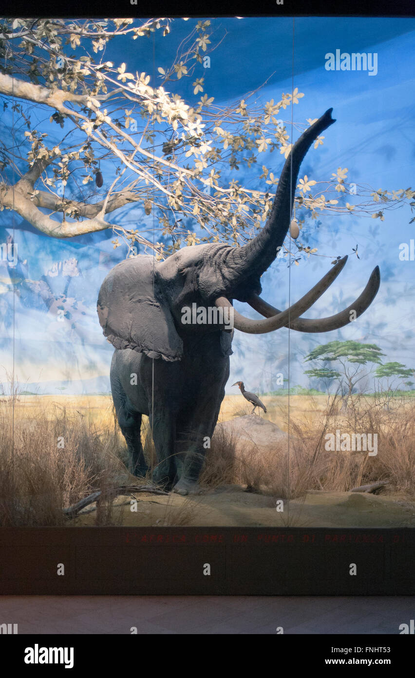 Natural museum history, stuffed animals in glass cases: elephant Stock Photo