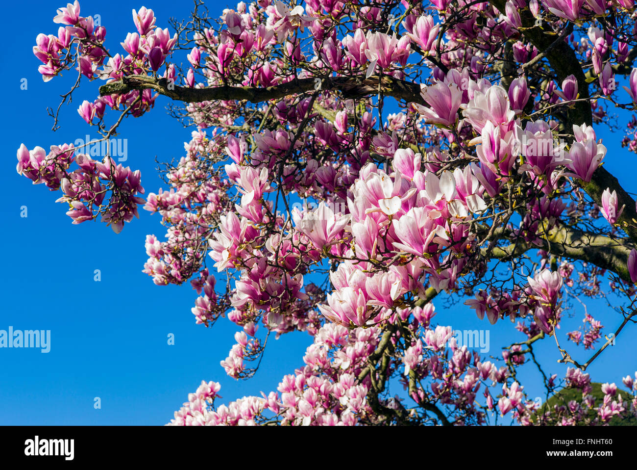 Magnolia tree full bloom hi-res stock photography and images - Alamy