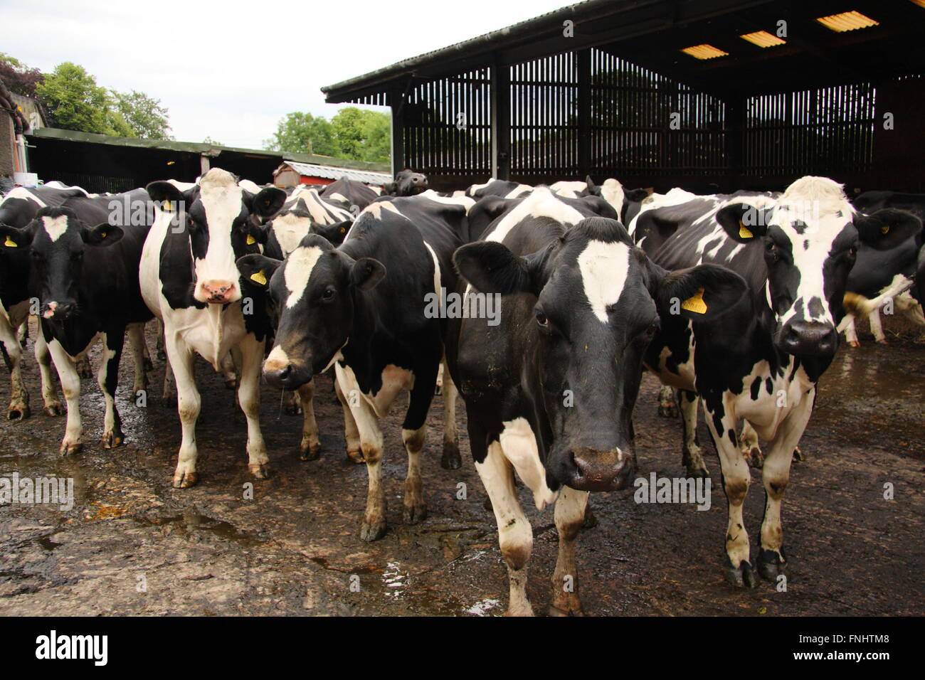 A herd of dairy cows in the yard of a farm in the Peak District National Park, England UK Stock Photo