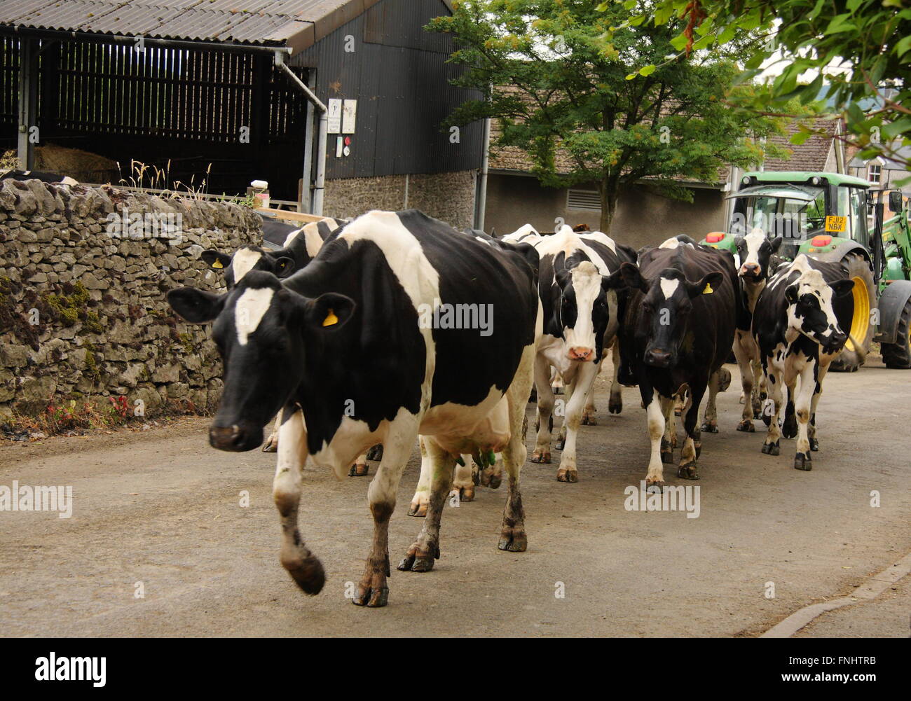 Dairy farm england hires stock photography and images Alamy