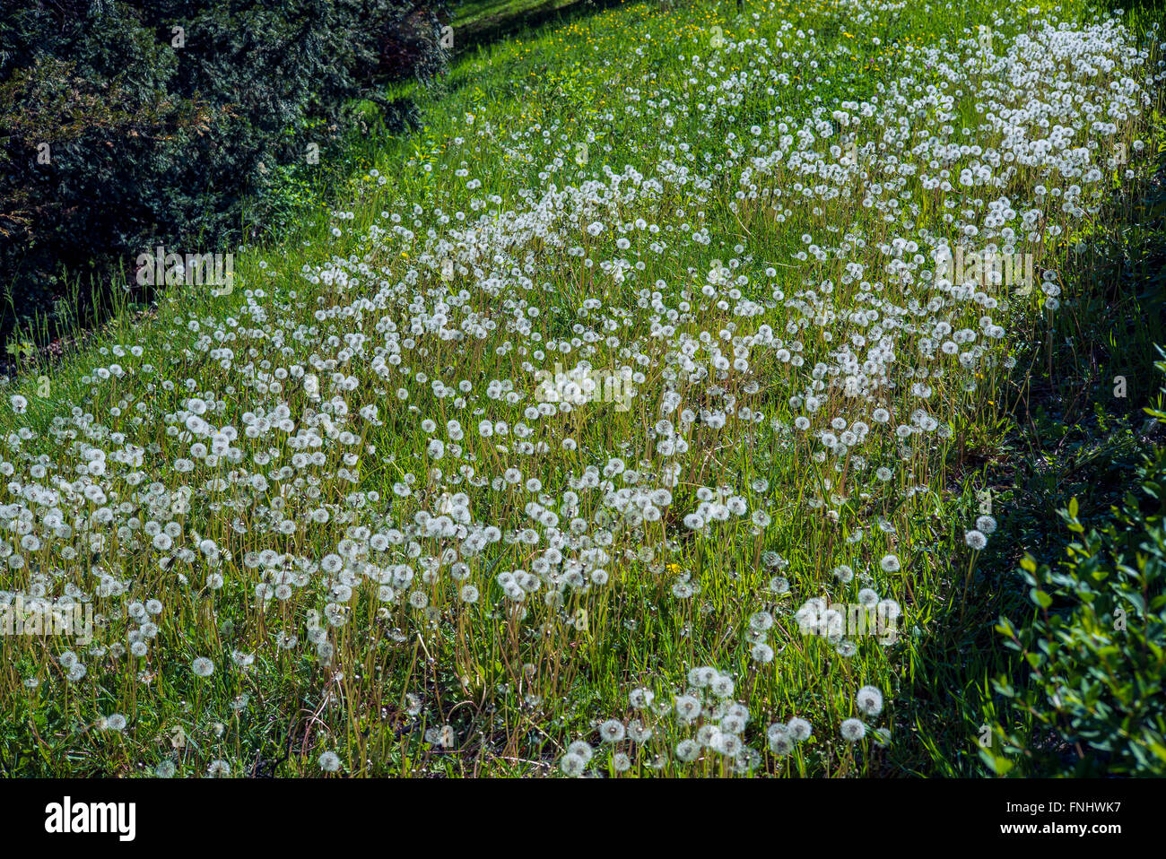 Meadow with dandelion clocks, springtime, Alsace, France Stock Photo