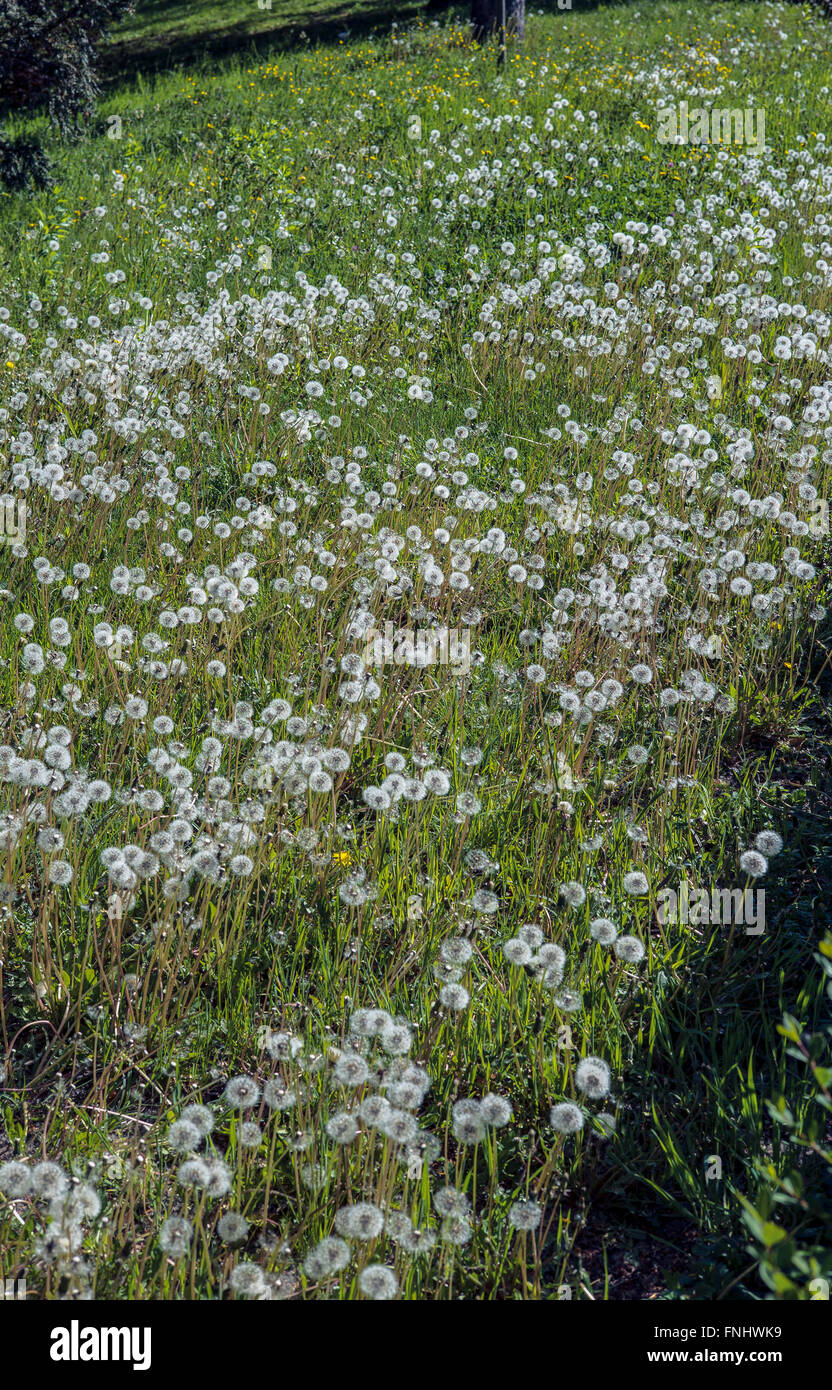 Meadow with dandelion clocks, springtime, Alsace, France, Europe Stock Photo