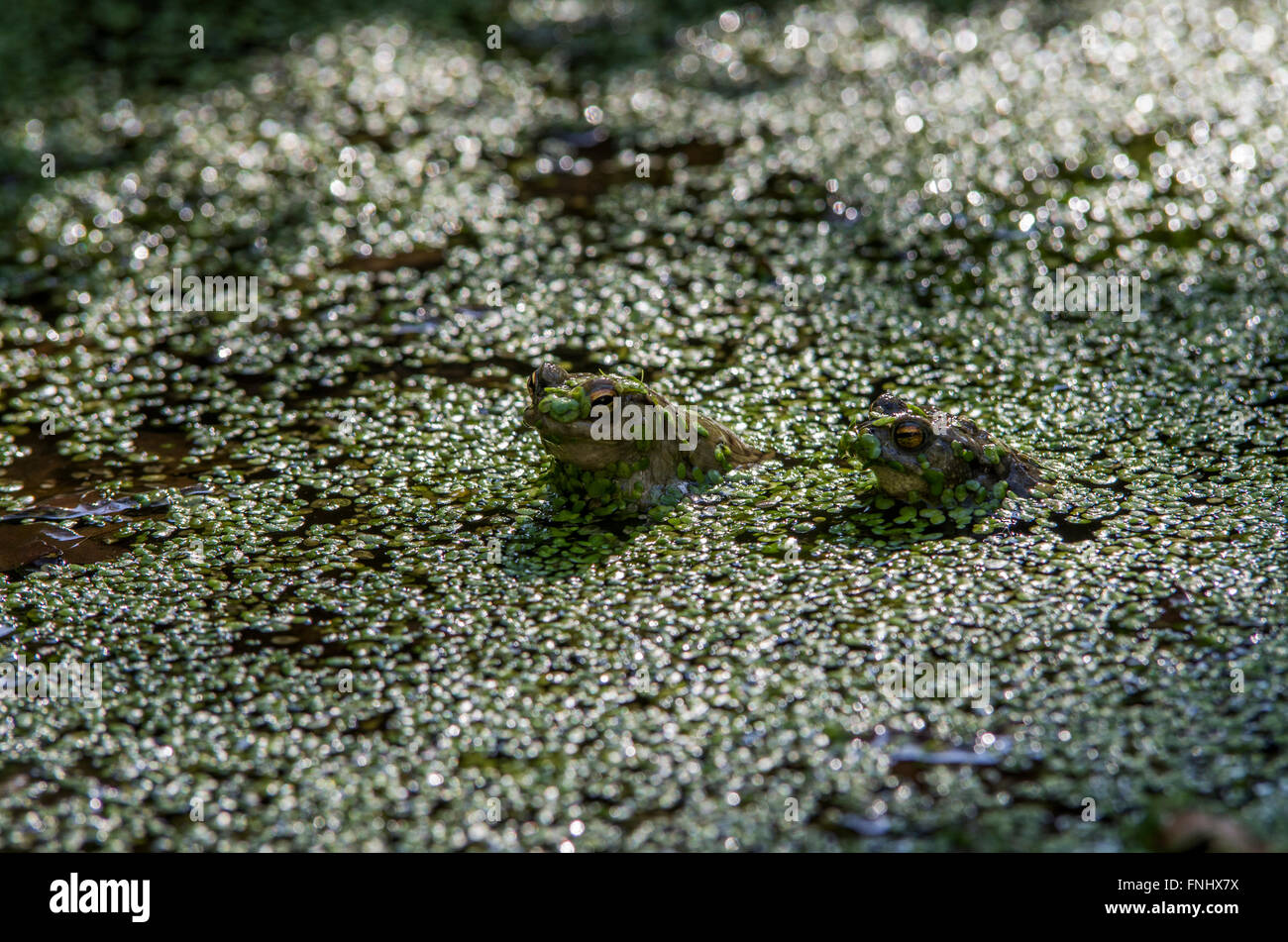 Toads in a pond in mating season swimming with leaves on their heads, sunshine shimmering on the vegetation Stock Photo