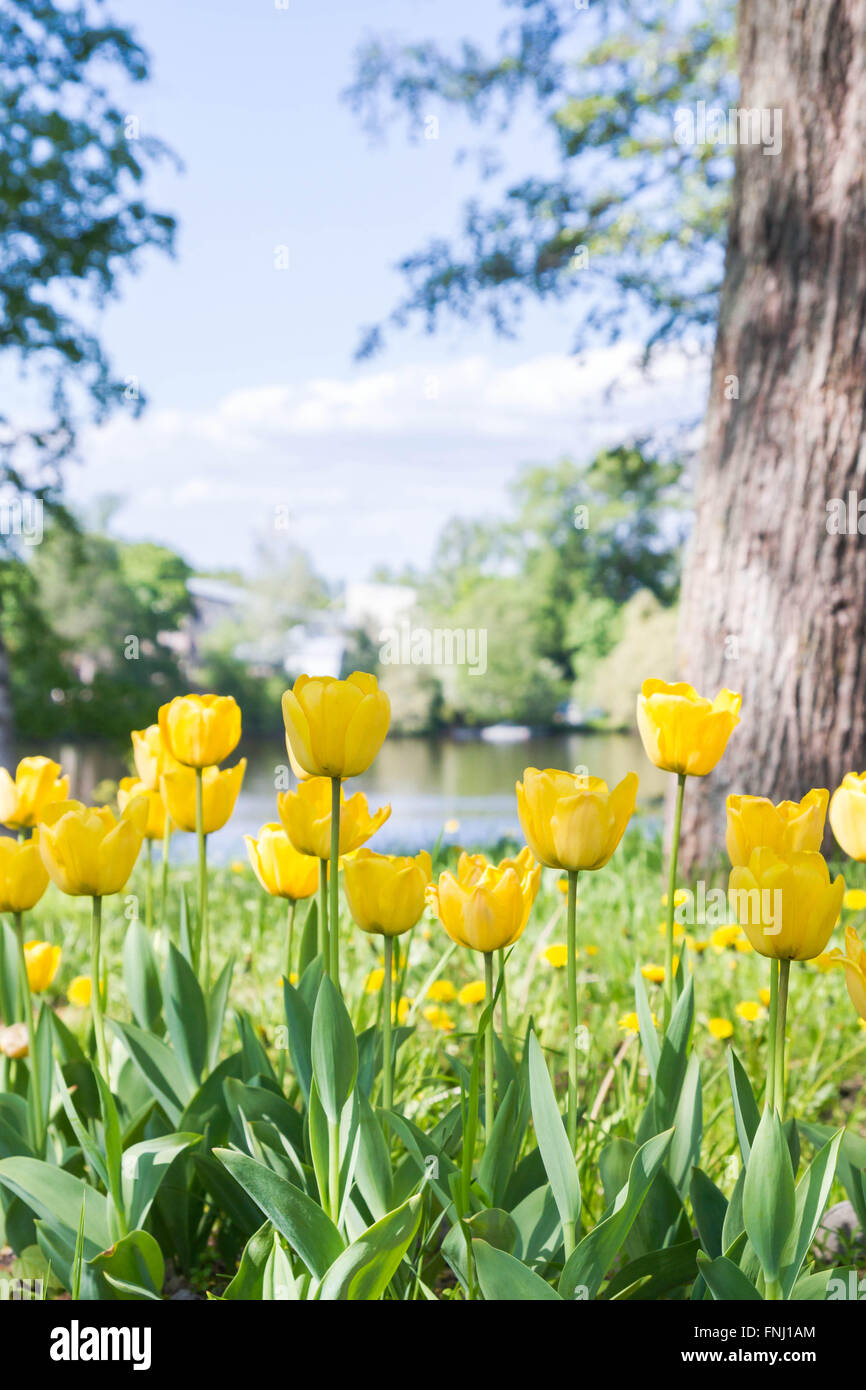 Yellow fresh spring tulips in the Park Stock Photo - Alamy
