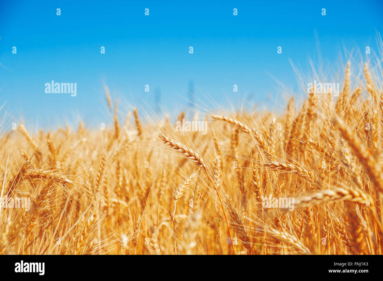 Gold wheat field and blue sky Stock Photo - Alamy