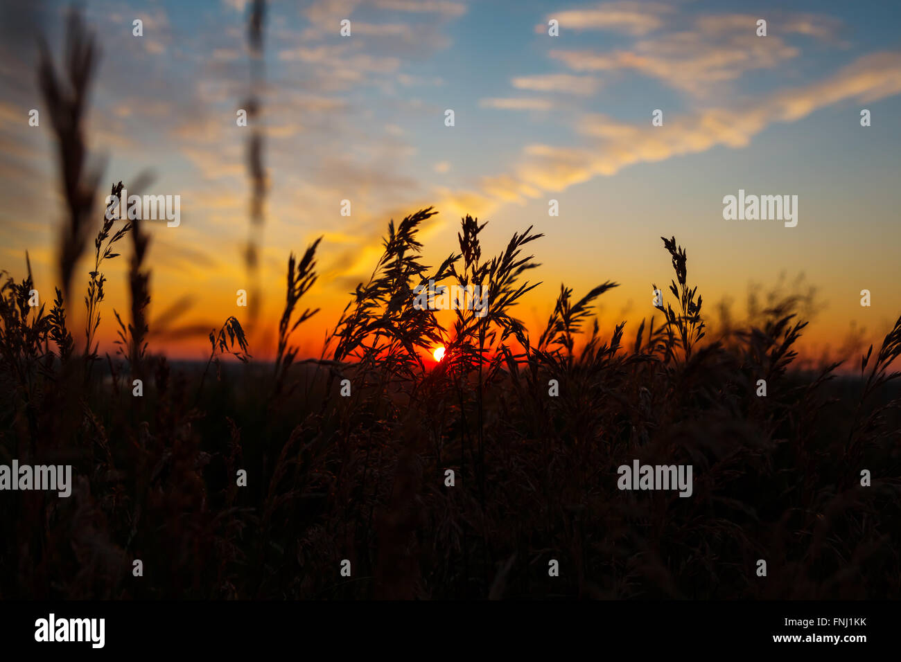 Dry spare of grass in sunset dawn. Soft focus Stock Photo