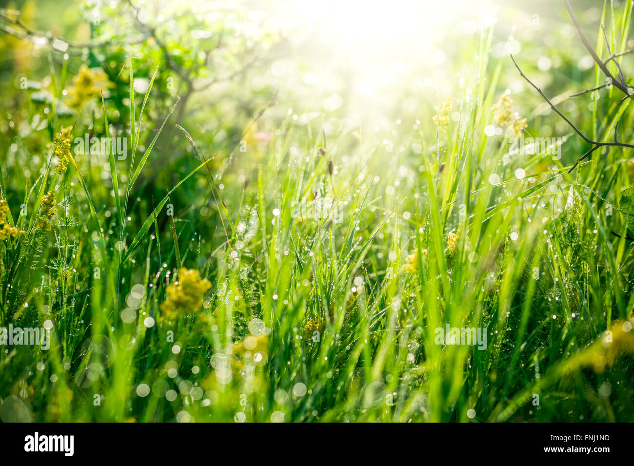 Fresh green grass with water drops on the background of sunlight beams ...