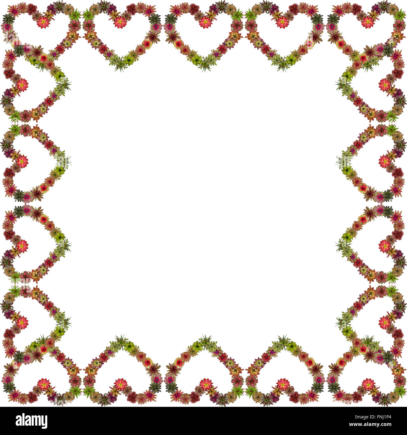bromeliad heart frame isolated on white background Stock Photo