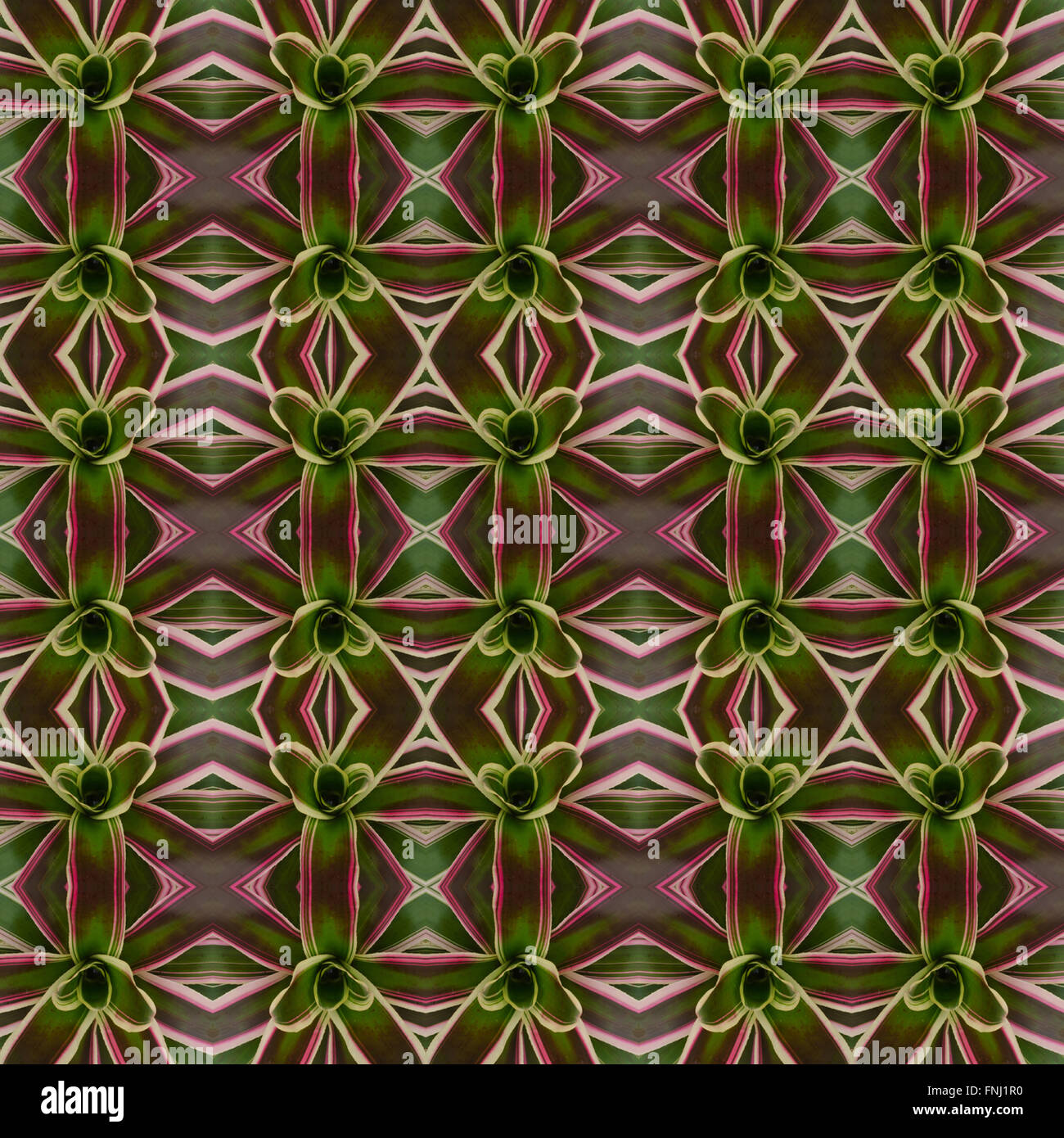 bromeliad seamless pattern background Stock Photo