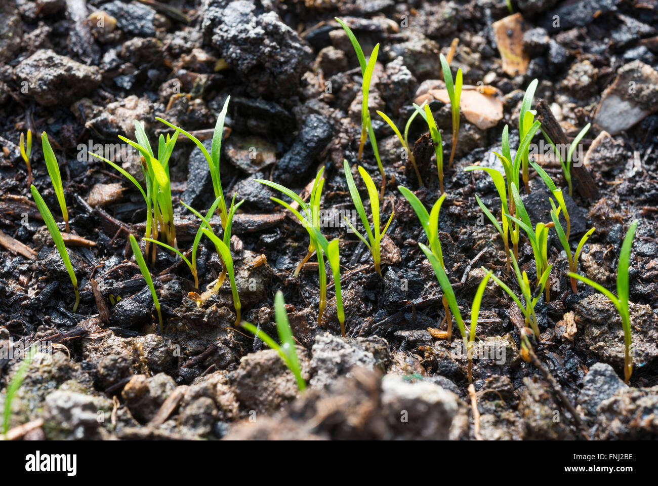 CArrots growing in a bed in a polytunnel Stock Photo