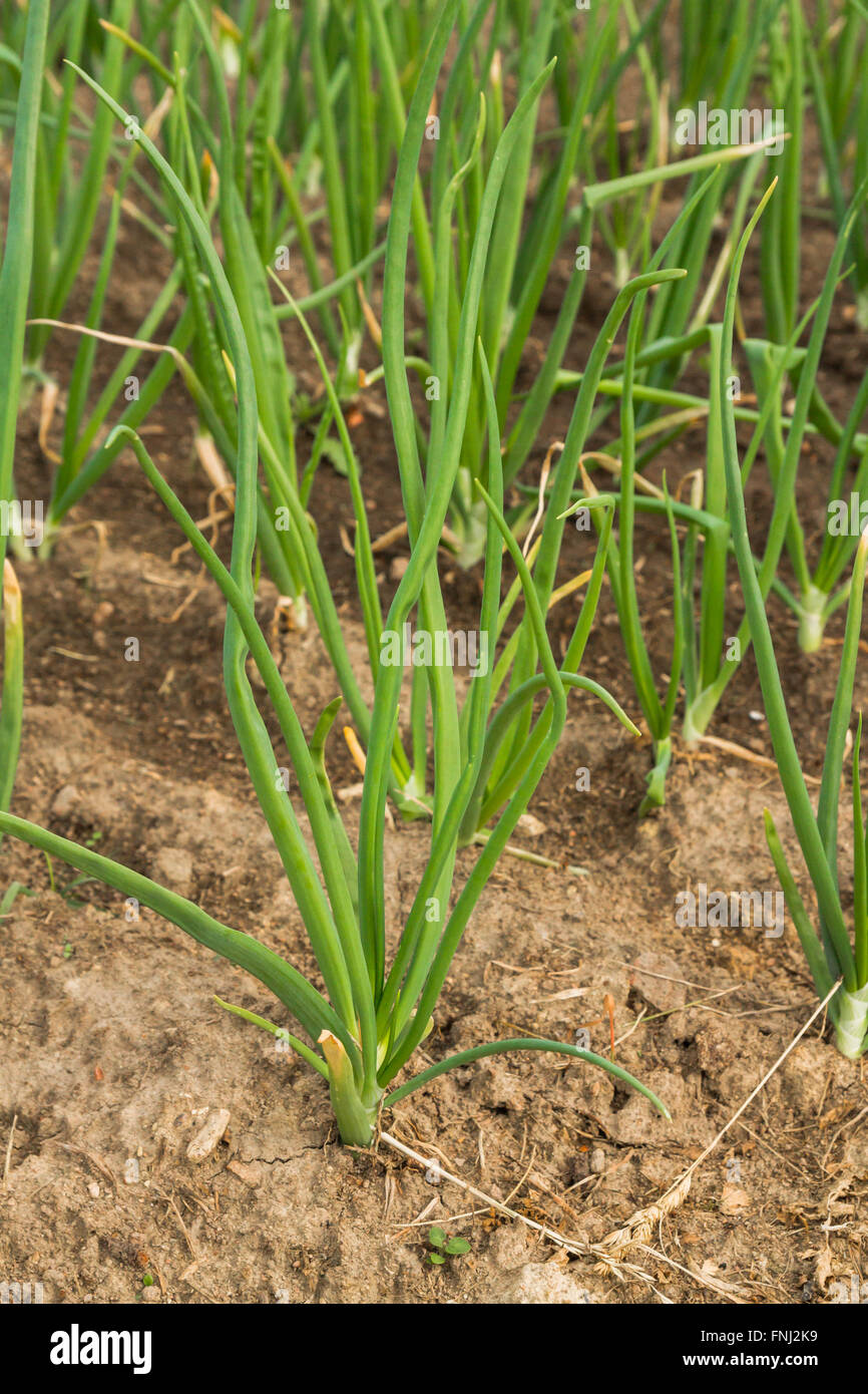 Green onions growing in the beds in the garden Stock Photo - Alamy