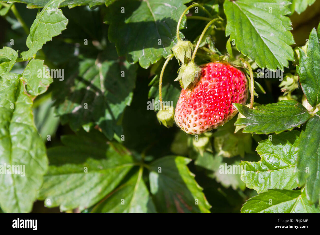 Red strawberry growing in the garden Stock Photo - Alamy