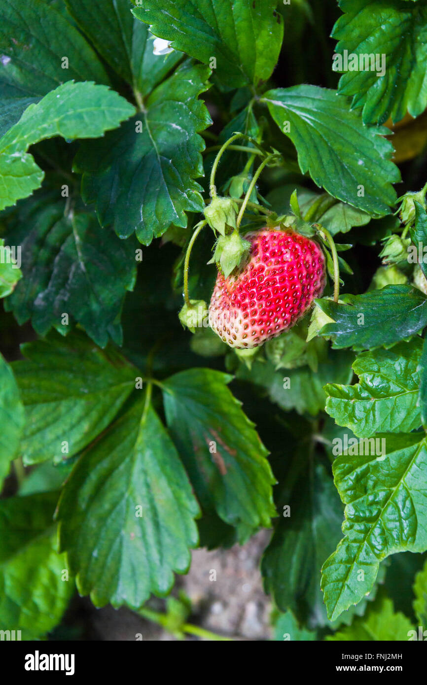 Red strawberry growing in the garden Stock Photo - Alamy