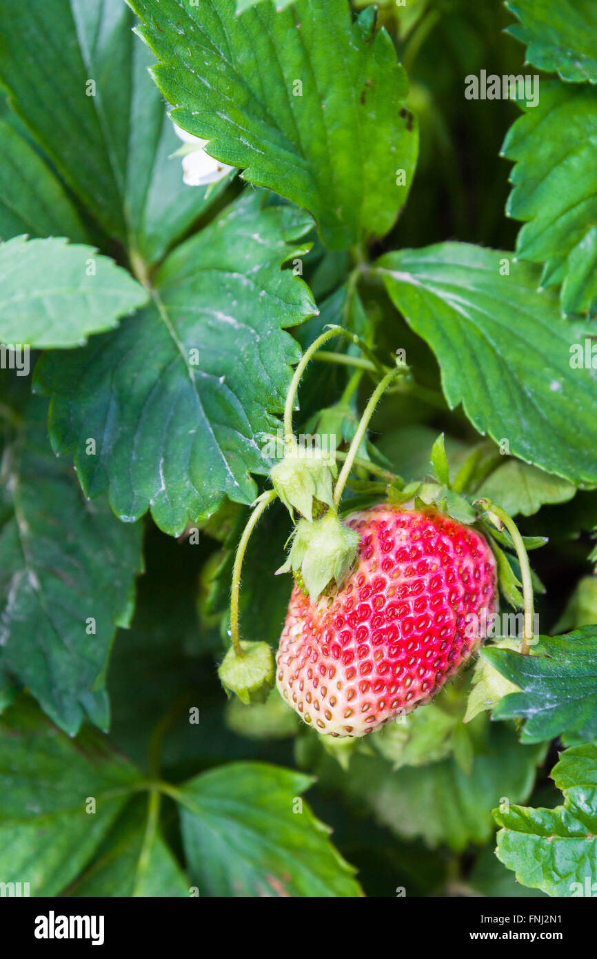Red strawberry growing in the garden Stock Photo - Alamy
