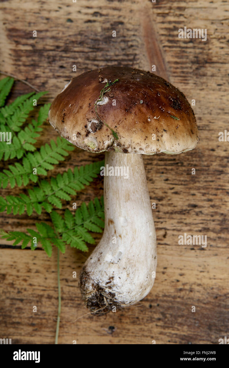In German Forest Collected Fresh Porcino or Porcini Mushrooms in Autumn Stock Photo