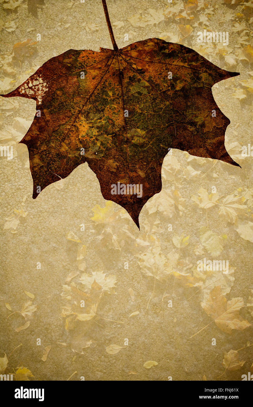 Dried Autumn Maple Leaf on Grunge Background with copy space Stock Photo