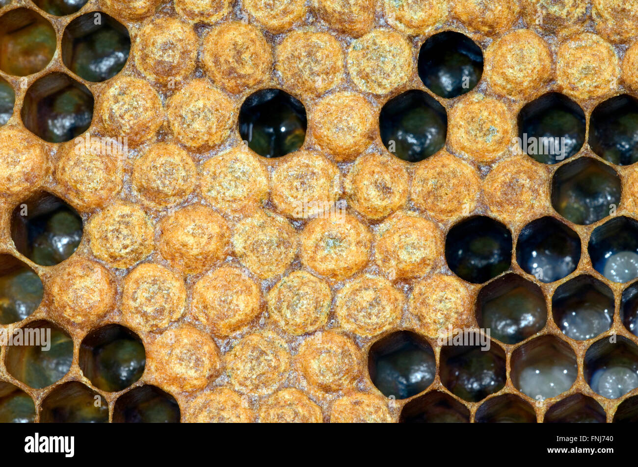 Honey bee (Apis mellifera) comb with capped and open cells containing honeybee larvae Stock Photo