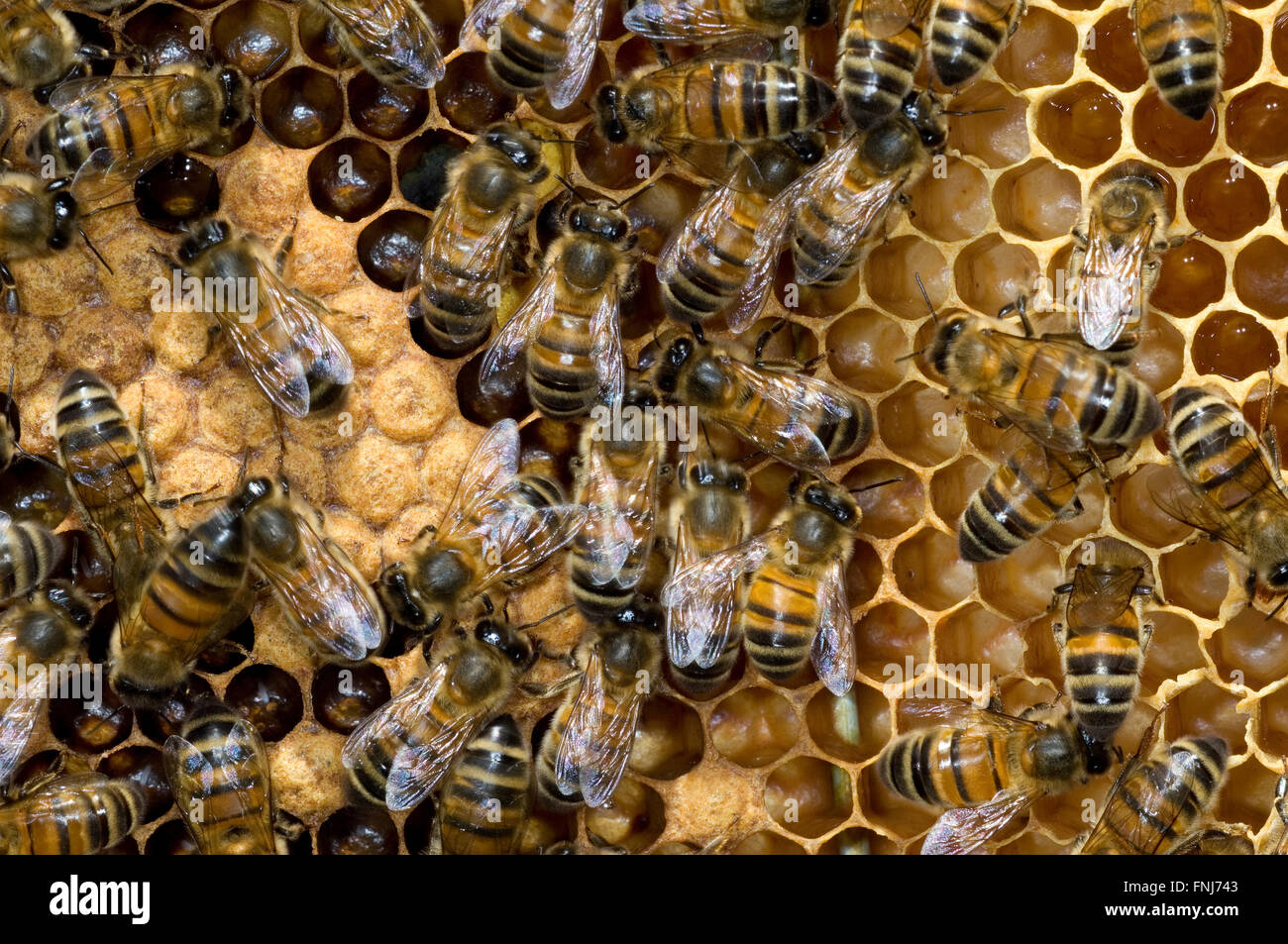 Honey bee workers (Apis mellifera) on comb showing capped and uncapped cells containing honeybee larvae Stock Photo