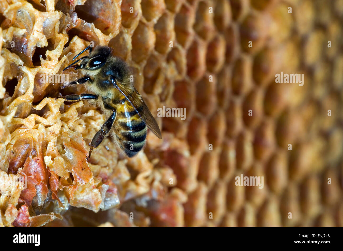 Honey bee worker(Apis mellifera) on comb showing decapped and uncapped cells inside hive Stock Photo
