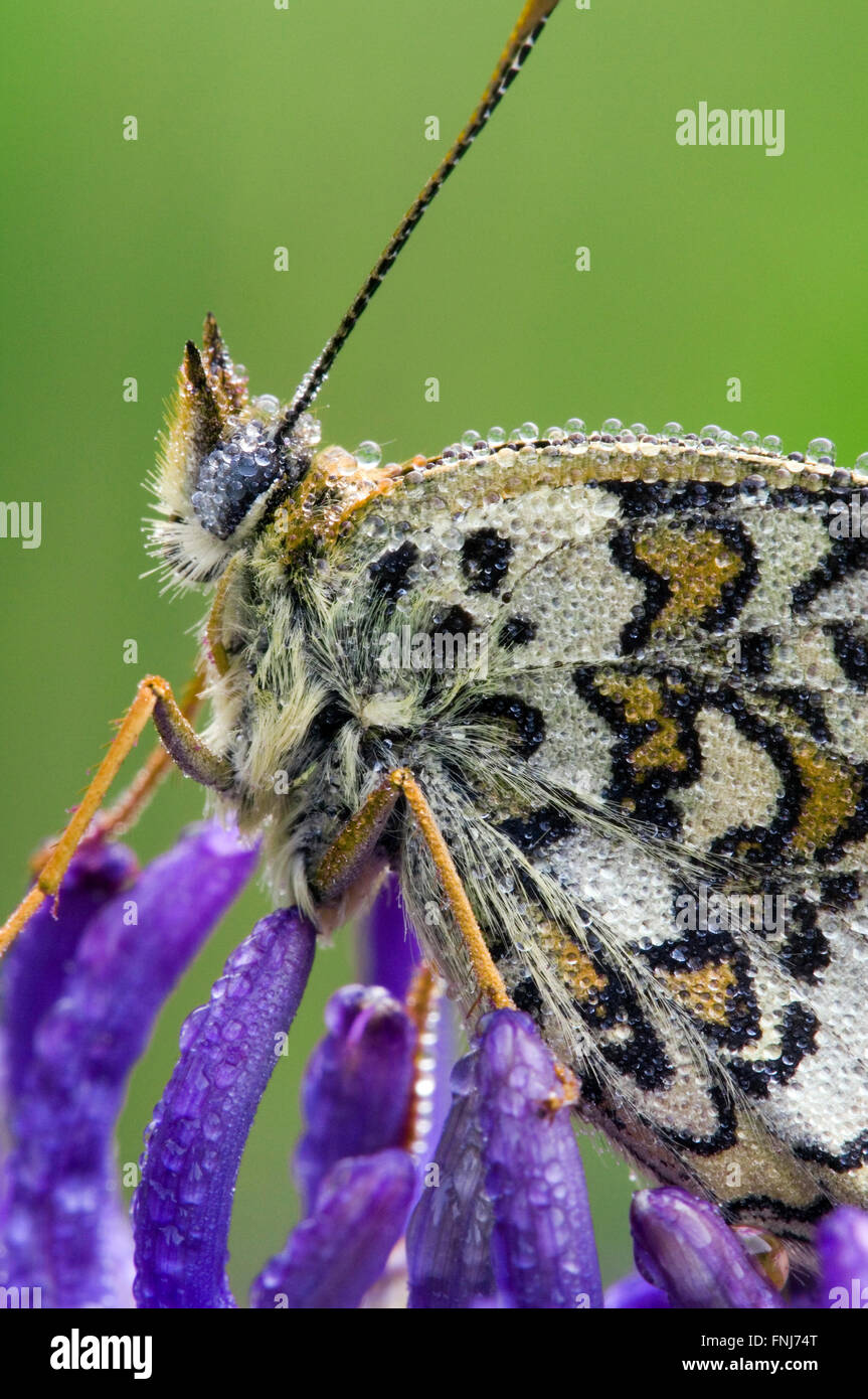 Knapweed fritillary (Melitaea phoebe) covered in dewdrops on round-headed rampion (Phyteuma orbiculare) Stock Photo