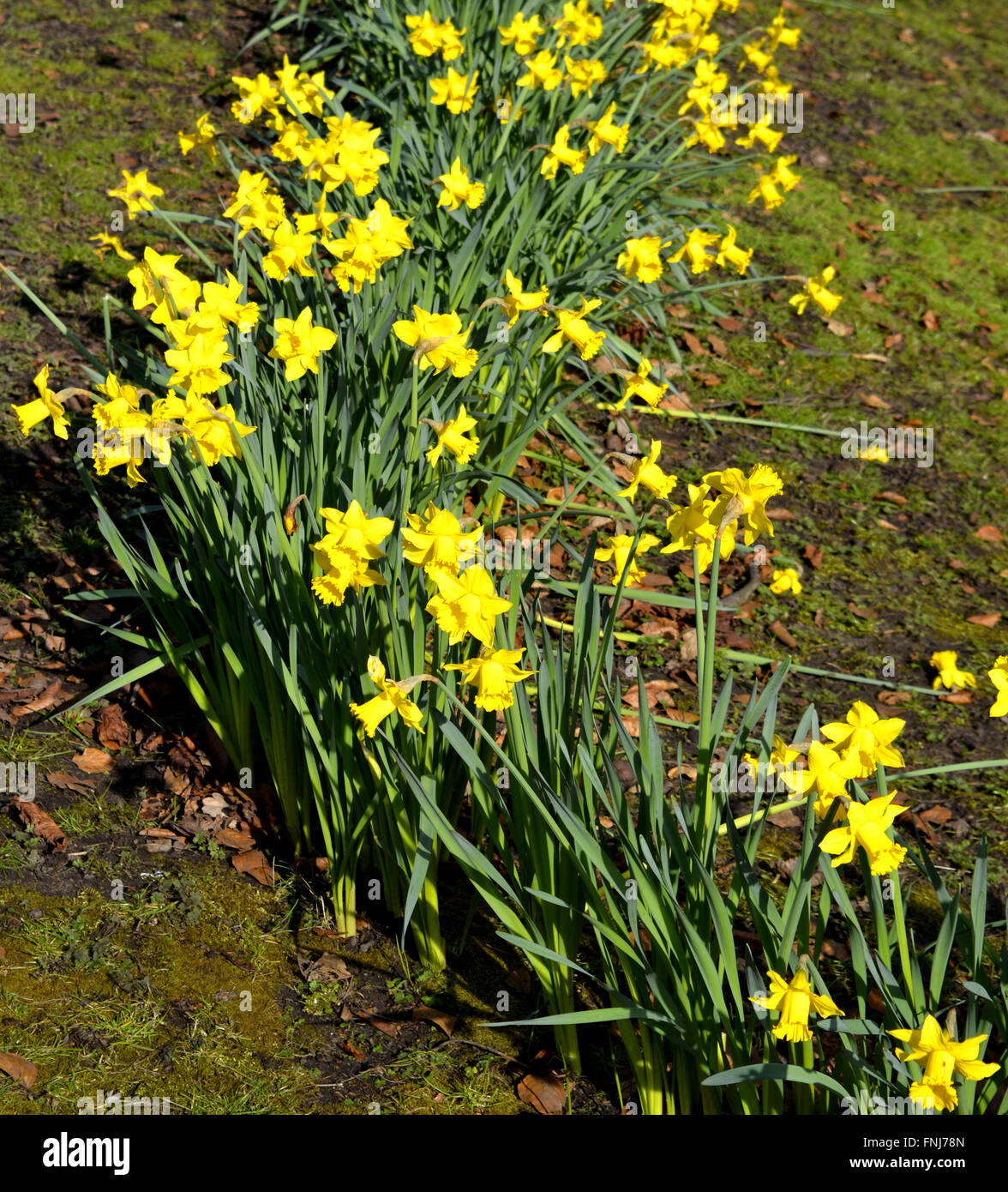 Daffodils Latin name Narcissus February Gold Stock Photo Alamy