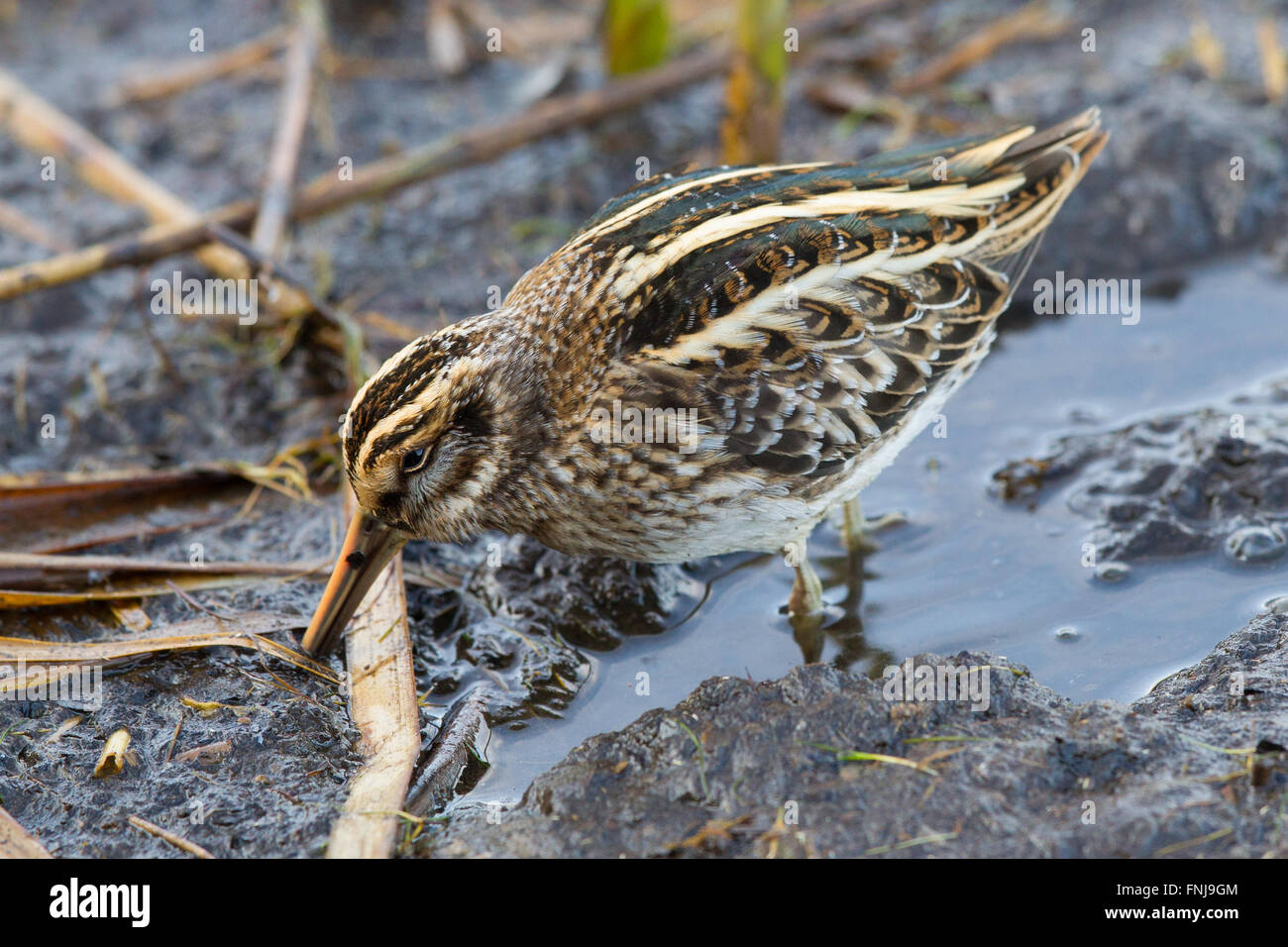 Jack Snipe, a wading bird of Britain Stock Photo