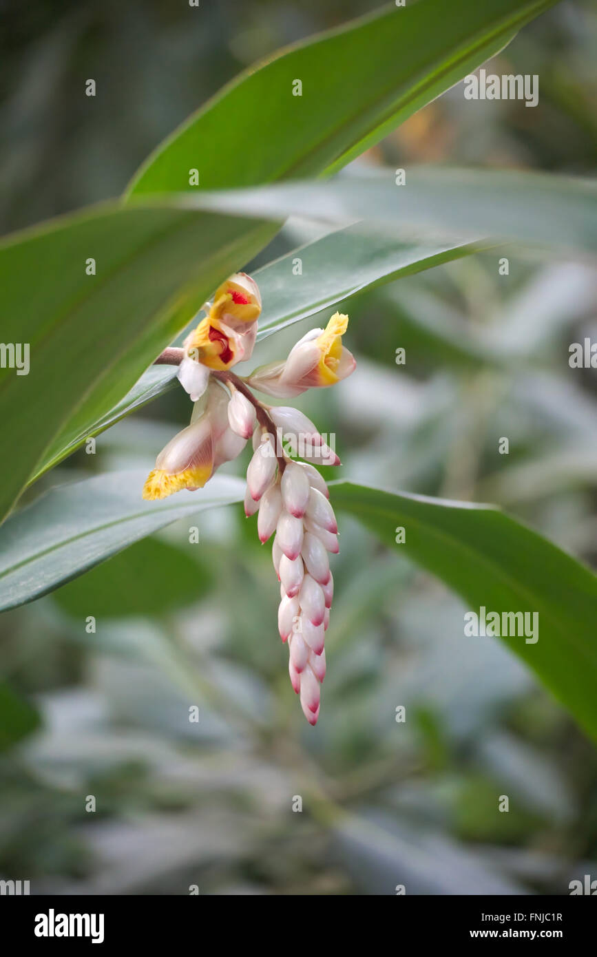 Blossoms of the medicinal and spice plant ginger (Zingiber officinale). Stock Photo