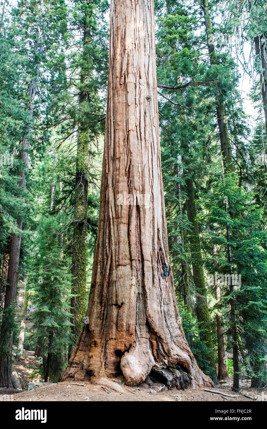 Giant sequoia tree Sequoiadendron giganteum rising to the Sky at