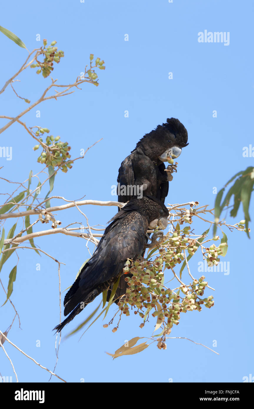 Pair of Redtailed BlackCockatoos feeding (Calyptorhynchus banksii