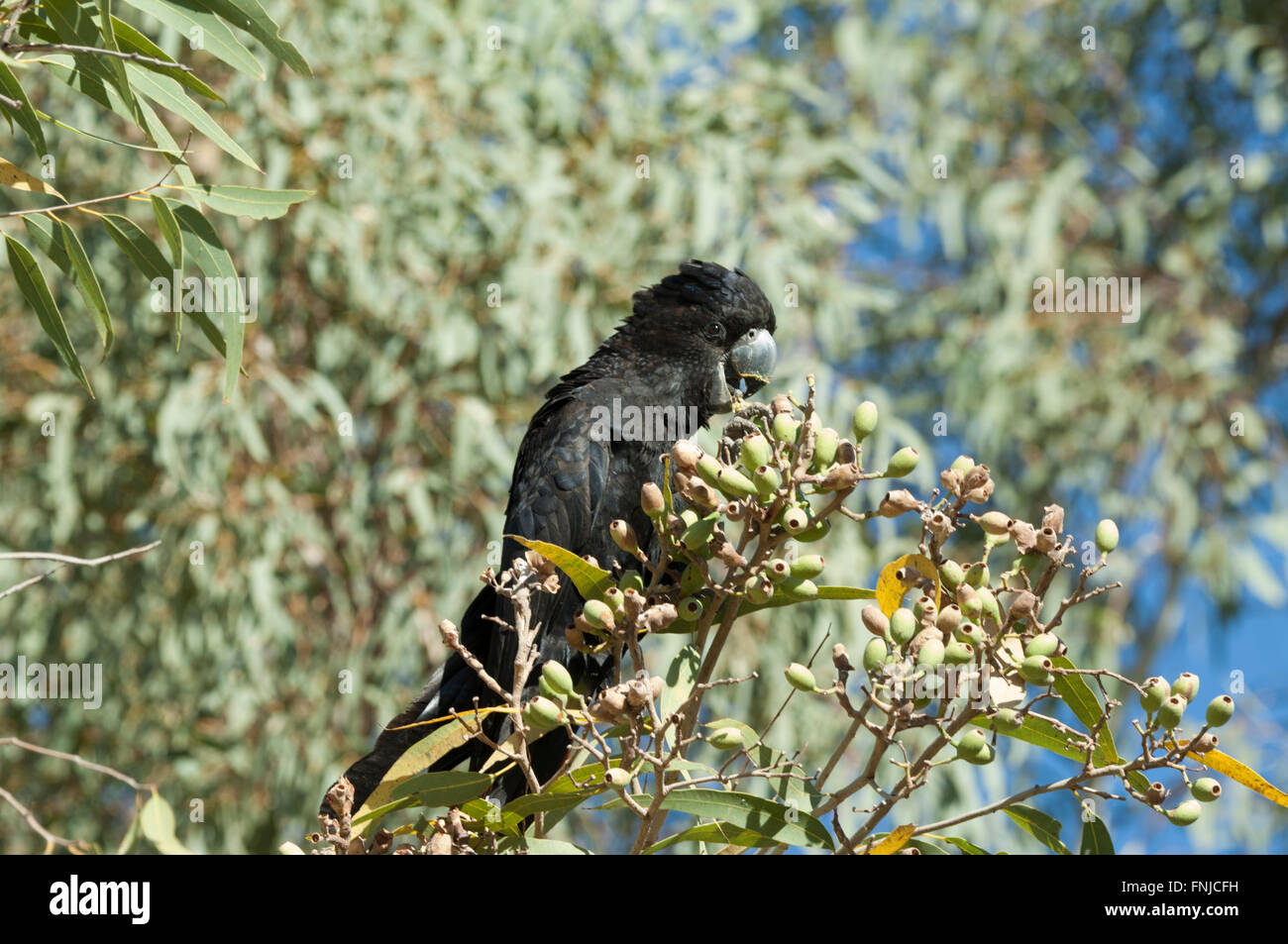 Red-tailed Black-Cockatoo Feeding (Calyptorhynchus banksii), Fitzroy Crossing, Western Australia Stock Photo