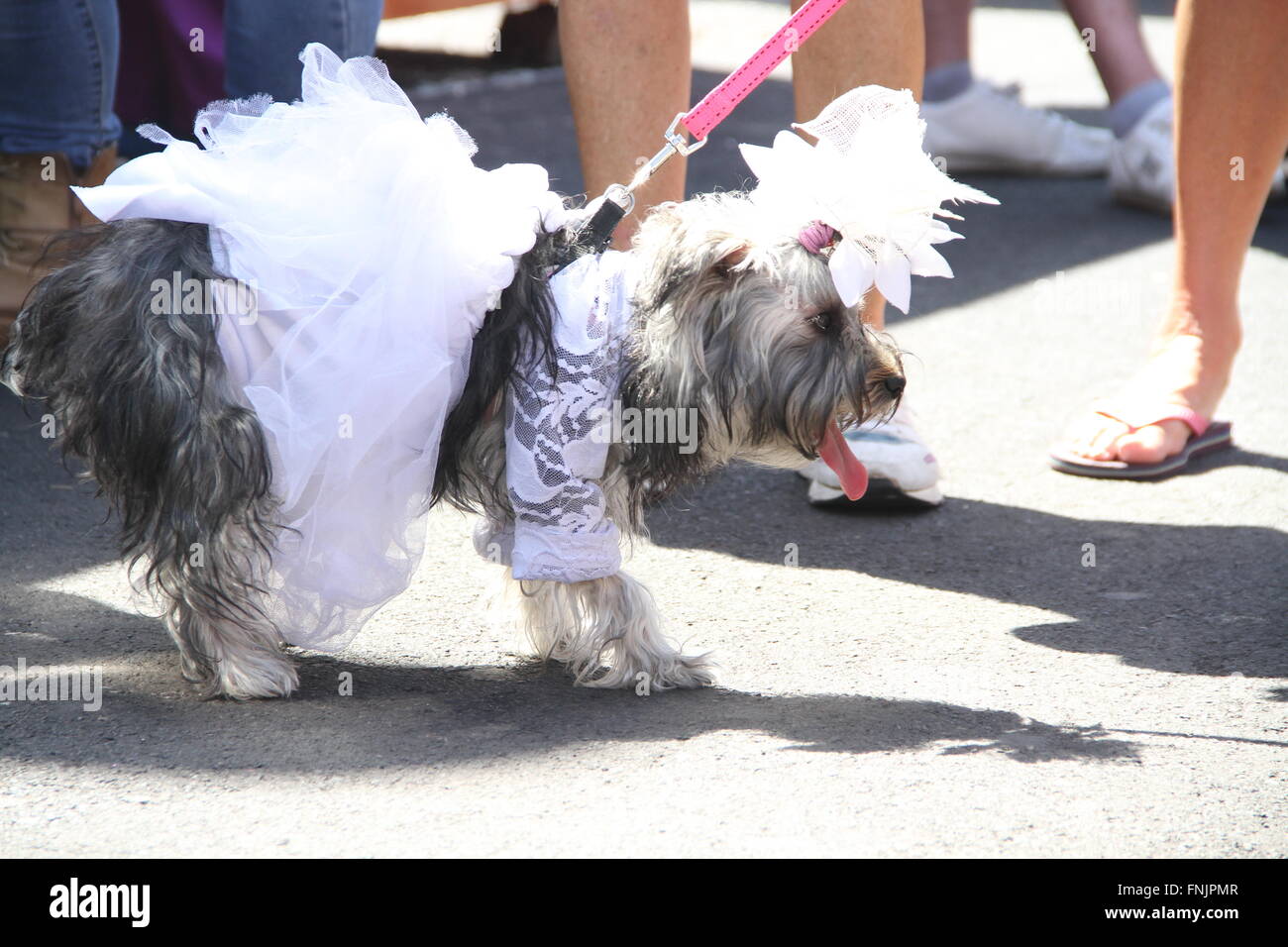 Tenerife, Spain. 13th Mar, 2016. Animal lovers have also had their place in the International Carnival of Los Cristianos with pet costume contest . Twelve candidates have passed on the main stage of the holidays. Sebastian Yorkshire accompanied by Norely with the Surprise fantasy won the first prize. The second award went to the Chihuahua Goliath and his Unicorn Carnavalero who marched with Carla and Laura. And third, for Willy and Mila brothers, two shih tzu who came from the Star Wars accompanied by Rosario and Raul. © Mercedes Menendez/RoverImages/Pacific Press/Alamy Live News Stock Photo