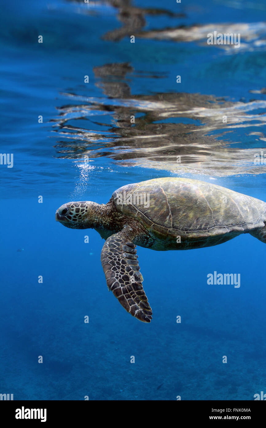 Turtle hanging out on at the surface. Stock Photo