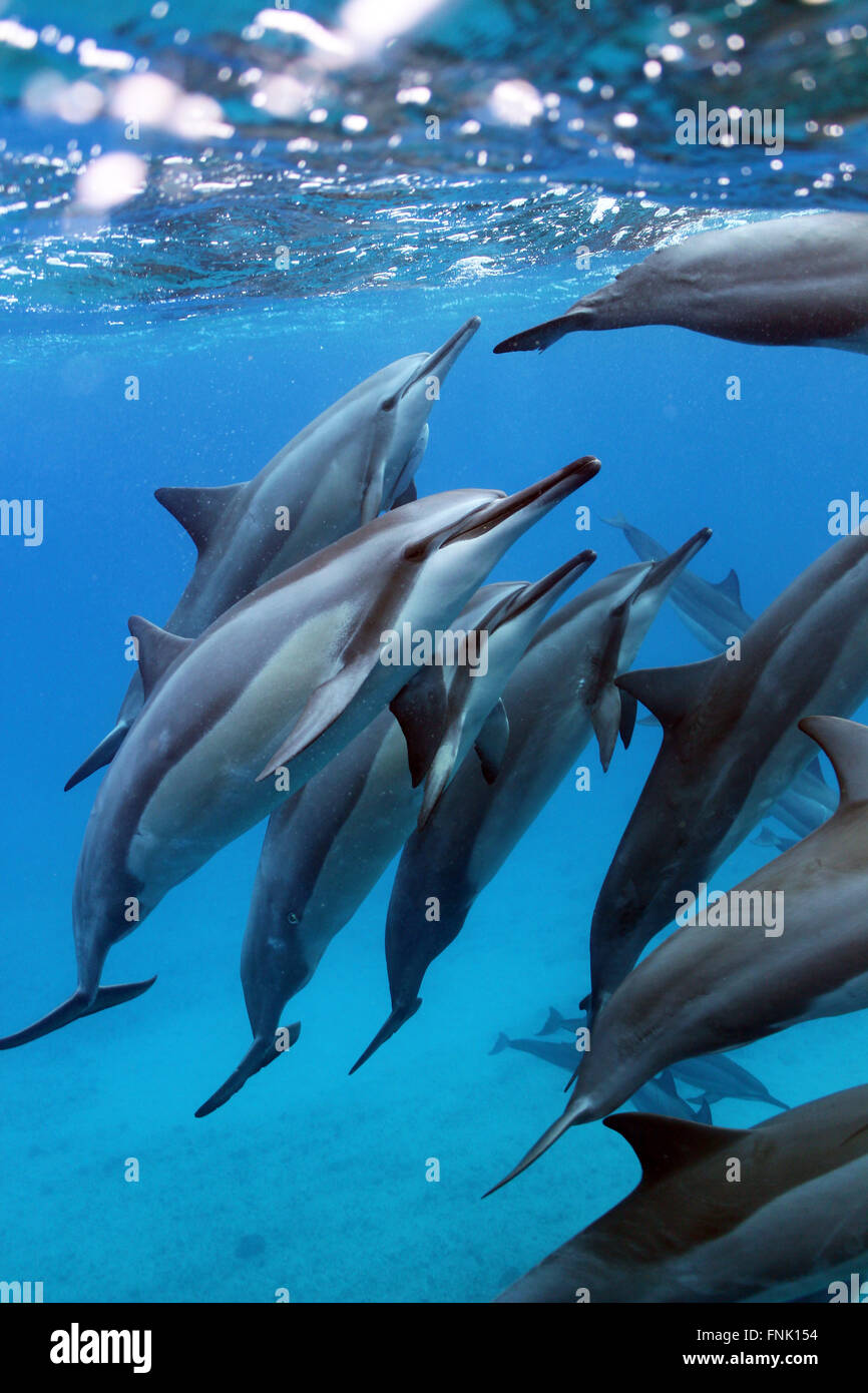 Sleepy hawaiian spinner dolphins coming up from a breath. Stock Photo