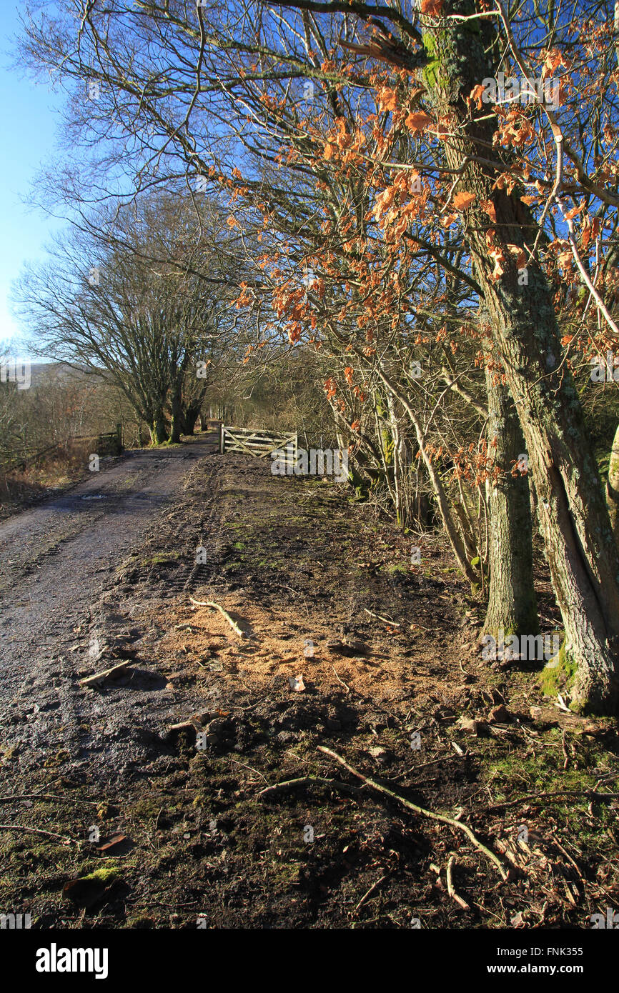 Footpath along south Tyne trail, Slaggyford, Northumberland, Stock Photo